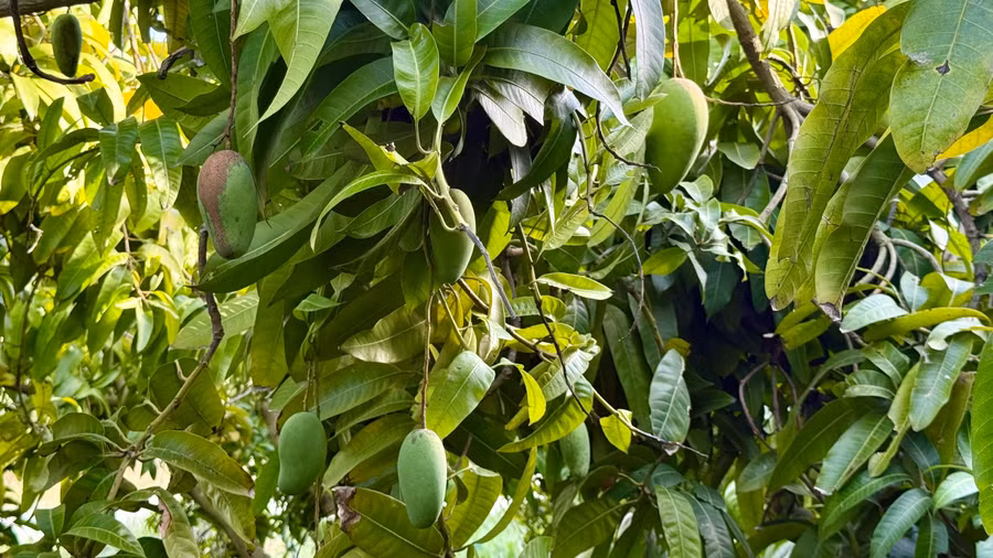 Cây ăn trái phủ xanh vùng đất khô cằn Đá Trắng.