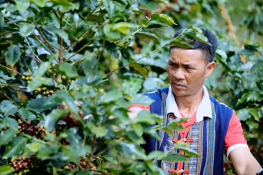 Anh Liêng Jrang Ha Hoang thu hoạch vụ cà phê năm 2025.