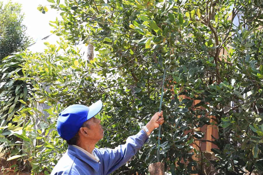 Các chương trình hỗ trợ cây, con giống, nhà ở cho đồng bào dân tộc thiểu số và miền núi là động lực để người M'nông vươn lên.
