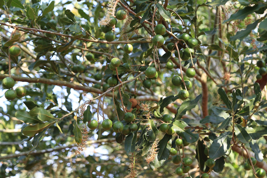 Mắc ca trở thành cây chủ lực, mang lại nguồn thu chính cho đồng bào M'nông tại Quảng Trực. img-1740.jpg