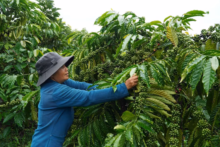 Lựa chọn đúng mô hình kinh tế giúp nhiều người dân tại Lâm Đồng thoát nghèo.