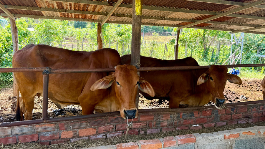 Nhiều gia đình khó khăn tại xã Lương Sơn được hỗ trợ bò sinh sản.