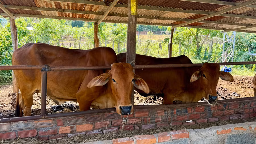 Nhiều gia đình khó khăn tại xã Lương Sơn được hỗ trợ bò sinh sản.
