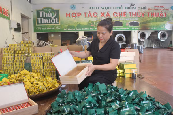 Chị Phạm Thị Thủy, Giám đốc HTX Chè Thủy Thuật đóng gói các sản phẩm trà.