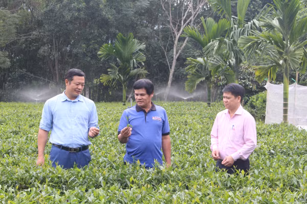 Vay vốn giải quyết việc làm: Động lực thúc đẩy sinh kế bền vững 