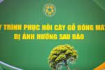 Quy trình phục hồi cây gỗ bóng mát bị ảnh hưởng sau bão
