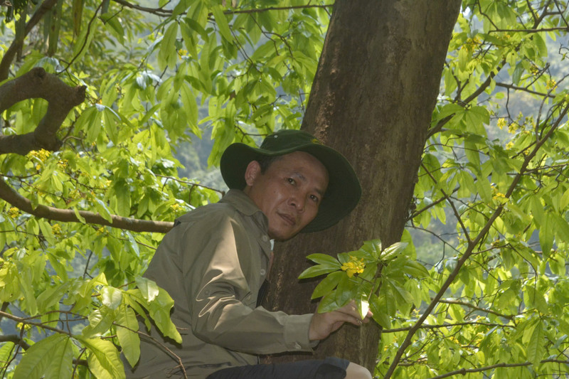 rung-mai-14.jpg