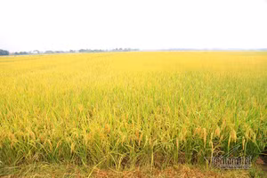 Mưa trong vụ mùa