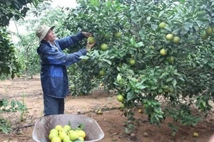 Thanh Hóa hỗ trợ người dân tăng gia nuôi trồng để thoát nghèo bền vững Ảnh TL.