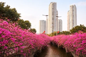 Cầu Thủy Tiên trong khu đô thị Ecopark (Hưng Yên) với thiết kế uốn lượn mềm mại được phủ kín sắc hồng trong màu hoa Giấy nở rộ.