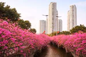 Cầu Thủy Tiên trong khu đô thị Ecopark (Hưng Yên) với thiết kế uốn lượn mềm mại được phủ kín sắc hồng trong màu hoa Giấy nở rộ.