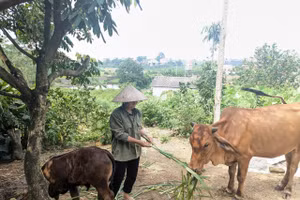 Tỷ lệ hộ nghèo đa chiều giảm nhờ Chương trình Mục tiêu quốc gia giảm nghèo bền vững. Ảnh TL.