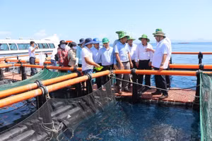 Lồng nuôi cá biển xa bờ của hợp tác xã nuôi biển Cam Ranh ở tỉnh Khánh Hòa. Ảnh: Đặng Tuấn/TTXVN