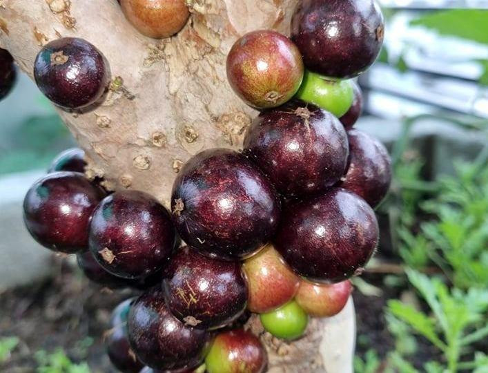 Những loại quả là thần dược bổ máu, giàu sắt bán nhiều ở chợ Việt