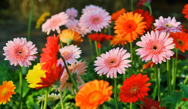 Top những loại cây đem lại sức khỏe, tài lộc Tết nhà nào cũng có 