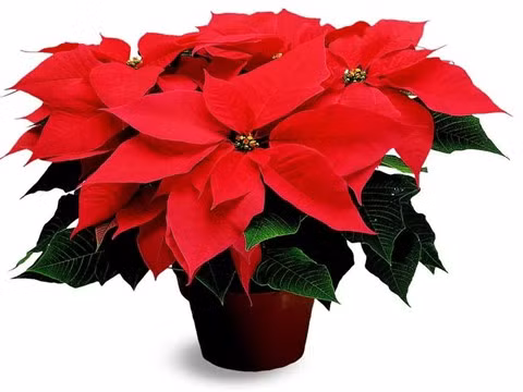 Top những loại cây đem lại sức khỏe, tài lộc Tết nhà nào cũng có 