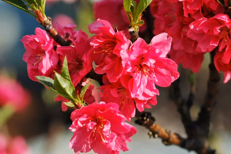 Top những loại cây đem lại sức khỏe, tài lộc Tết nhà nào cũng có 