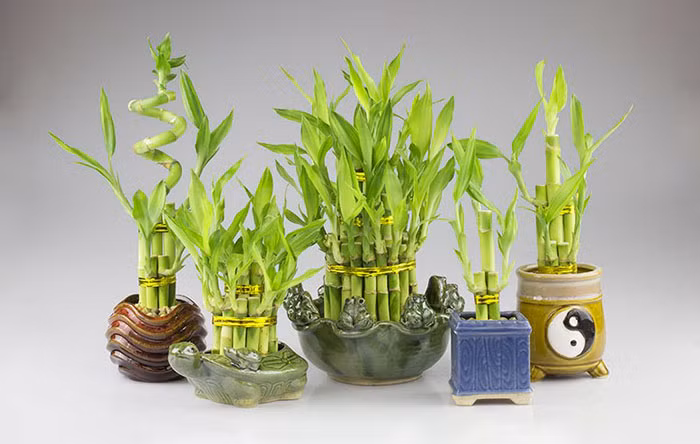 Top những loại cây đem lại sức khỏe, tài lộc Tết nhà nào cũng có 