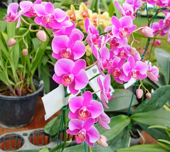 Top những loại cây đem lại sức khỏe, tài lộc Tết nhà nào cũng có 