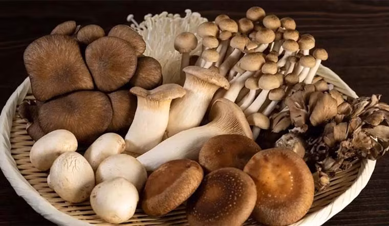 Nấm có chứa một lượng vitamin B3 và B2 giúp giảm nguy cơ ung thư vú. Thực phẩm hỗ trợ ngăn ngừa ung thư vú bán nhiều ở chợ Việt