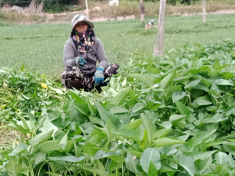 Những loại rau làm mát gan, thải độc tố nên ăn hàng ngày 