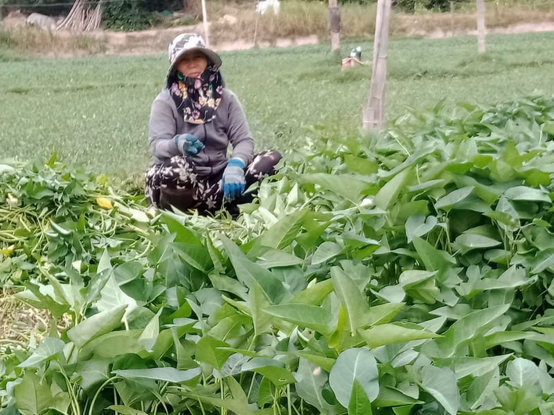 Những loại rau làm mát gan, thải độc tố nên ăn hàng ngày 