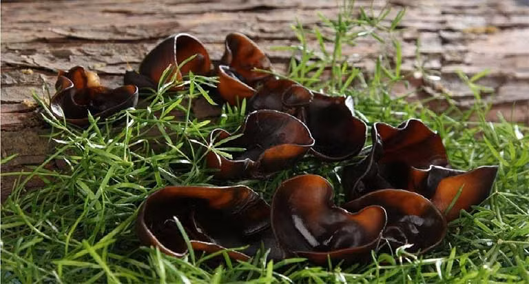 Mộc nhĩ ít calo và rất giàu collagen thực vật, giúp làm da bóng sáng, loại bỏ nám và tàn nhang. Top thực phẩm bổ sung giúp chị em có làn da căng bóng đón Tết