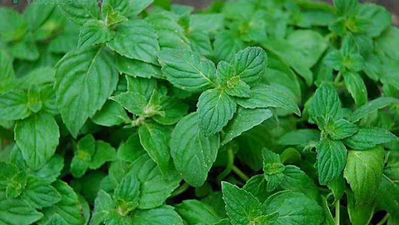 Những loại cây, gia vị giá rẻ là khắc tinh của ung thư 