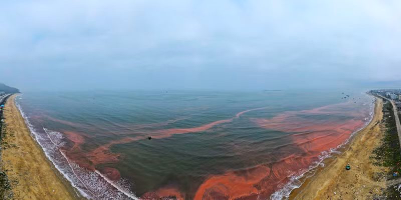 "Người dân không dám đánh bắt gần bờ hay ra biển tắm kể từ khi nước biển chuyển sang màu đỏ", ông Thành nói. Người dân lo lắng trước dải nước màu đỏ xuất hiện ở biển Hà Tĩnh