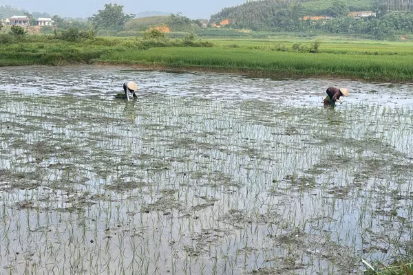 Những cây mạ ST25 đầu tiên đã được cấy xuống trên diện tích 3 sào ruộng của gia đình ông Lê Ngọc Thịnh, thôn Phú Thị, tỉnh Tuyên Quang. 