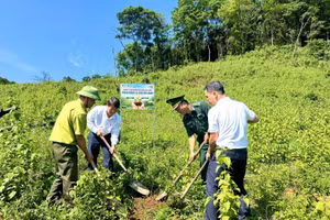 Khu vực trồng cây thuộc thôn Trăng – Tà Puồng, xã Hướng Lập, tỉnh Quảng Trị.
