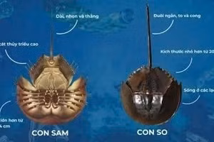 So biển thường bị nhầm với sam biển.