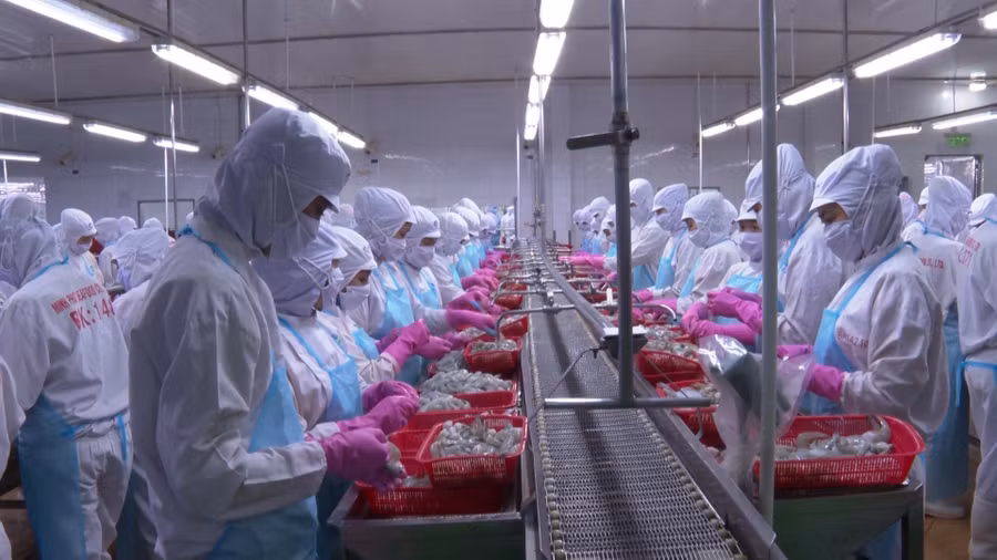 Kim ngạch xuất khẩu thủy sản của Cà Mau tăng 7,4% so với cùng kỳ. Ảnh: Quách Mến.