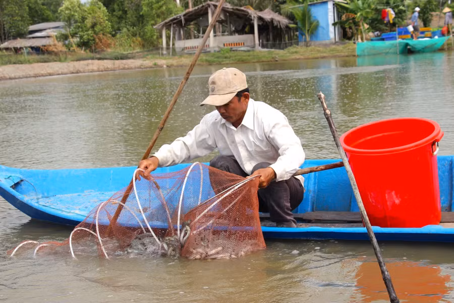 Hộ dân thu hoạch cá kèo. (Ảnh: Quách Mến)