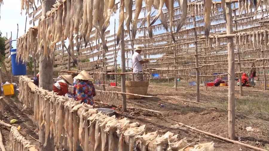 Dàn phơi khô cá Khoai của người dân.
