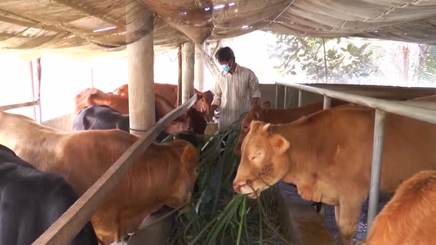 Nhiều hộ dân được hỗ trợ giống, vay vốn thực hiện mô hình chăn nuôi hiệu quả.