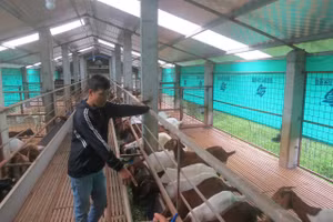 Mô hình nuôi dê boer của anh gia đình Hiếu.