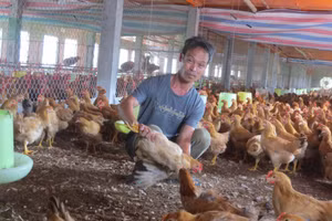 Anh Phương kiểm tra trọng lượng của gà.