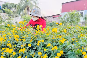 Mùa thu hoạch cúc chi tại xã Thắng Thuỷ, huyện Vĩnh Bảo, TP Hải Phòng.