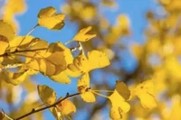 Tử vi 12 con giáp ngày 18/2: Tý tài lộc cực vượng, Thìn vận may gõ cửa