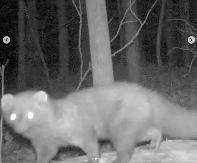 Loài vật tái xuất sau hơn 100 năm khiến giới khoa học sửng sốt