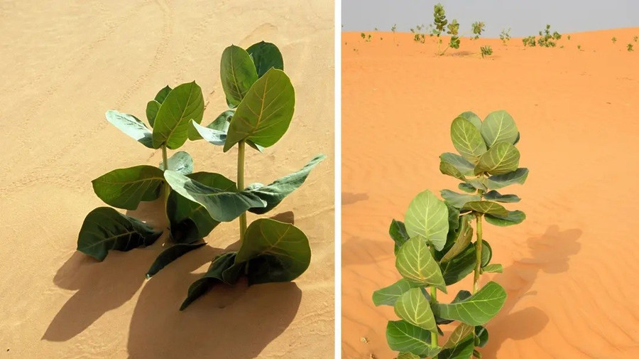 Kế hoạch của Trung Quốc nhằm tối đa hóa sản lượng cao su từ một loài cây duy nhất