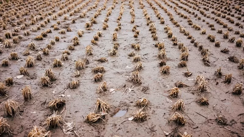 Sinh vật ngoại lai xuất hiện khiến nông dân Mỹ hoang mang