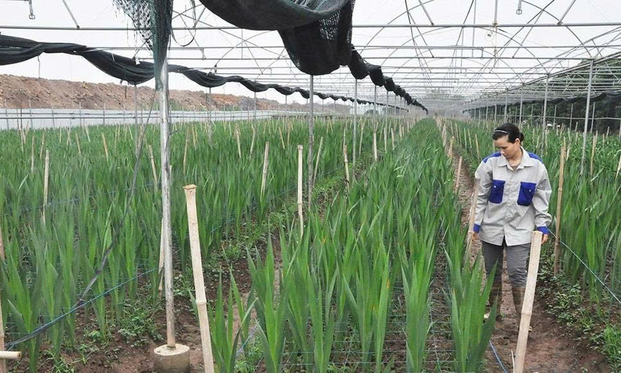 Nguồn tín dụng ưu đãi giúp người dân ứng dụng công nghệ cao vào phát triển sinh kế ở Hưng Yên. BHY