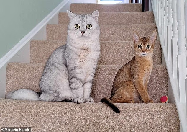 Mèo có thể nắm giữ bí mật chữa ung thư