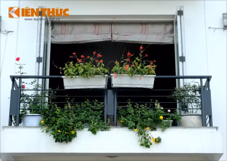 Ngam nhung ban cong nha ruc ro sac hoa o Ha Noi - Anh 5