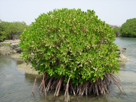 Chữa tiêu chảy bằng những cây thuốc trong rừng ngập mặn - Ảnh 1 Chua tieu chay bang nhung cay thuoc trong rung ngap man - Anh 1