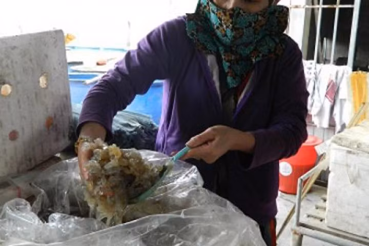 Sứa biển chất đống bốc mùi hôi thối chờ… hỗ trợ