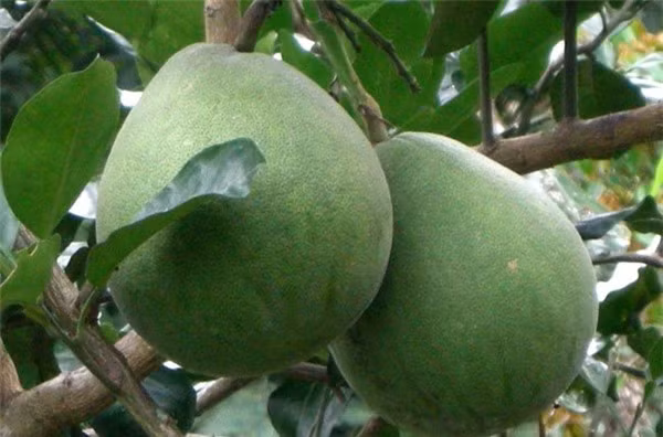 Bật mí cách chọn bưởi ngon