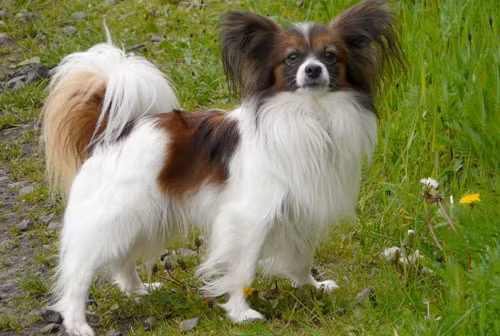 top 10 loai cho co can nang khiem ton nhat the gioi hinh anh 5